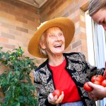 Elderly woman picking tomatoes with carer